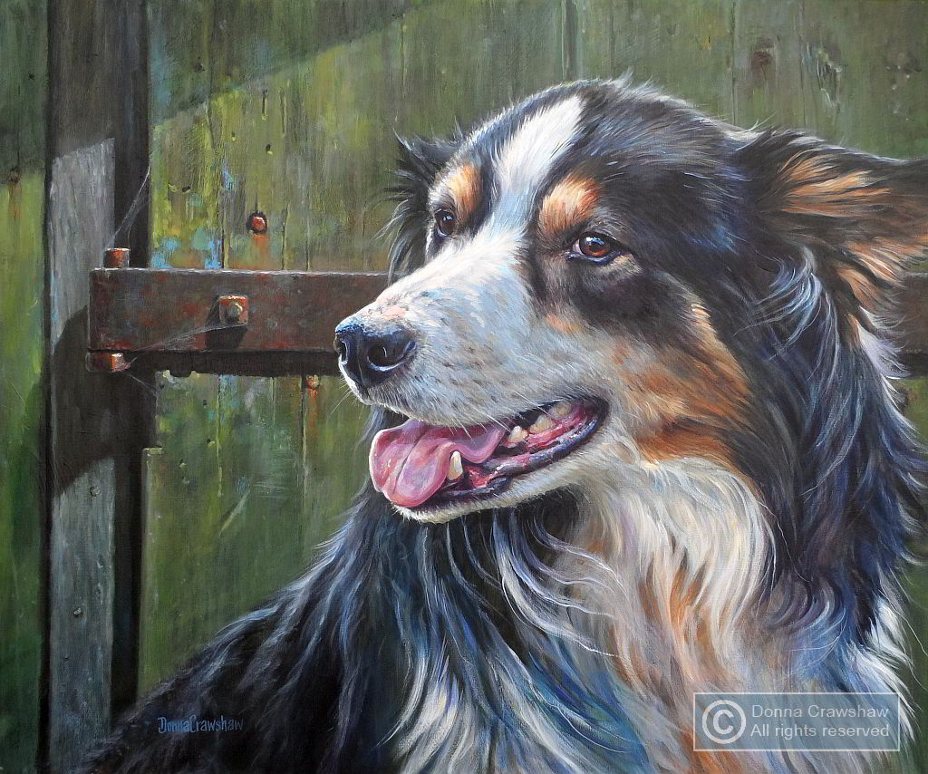 Collie by Donna Crawshaw